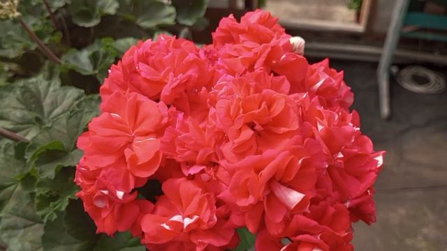 ЮВ Кардинал! смотреть онлайн