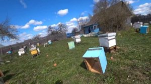 Пасека Лаврова.  Подготовка оборудования и места для формирования отводков.