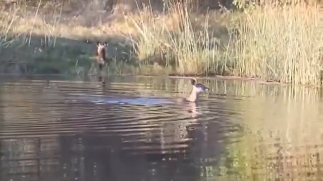 мир диких животных смотреть онлайн