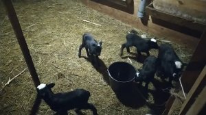 Романовские овцы