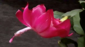 шлюмбергера THOR SHARON