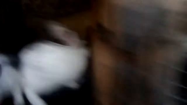 А можно ли кроликам листья салата. смотреть онлайн