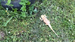 Бородатая агама бородатый дракон