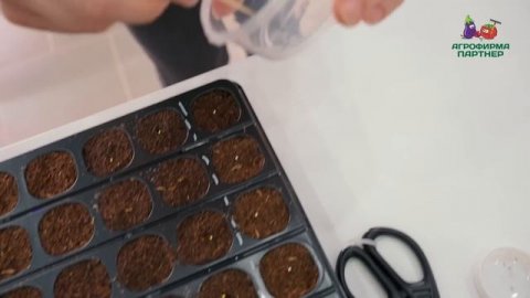 Посев эустомы в масштабах агрофирмы #эустома #цветывсаду #семенапартнер