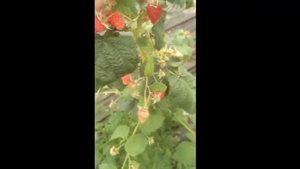 Ремонтантная малина 29 101 20 - очень крупная, сладкая.