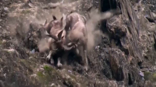 15 Коз в Существование Которых Вы не Поверите смотреть онлайн