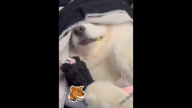 🤣ТОП 2022 СМЕШНЫХ ЖИВОТНЫХ ЧАСТЬ 14 смотреть онлайн