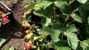 Клубника в Башкирии | 3 лучших сорта клубники