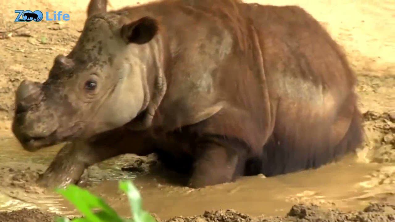 Суматранский носорог. Самый маленький носорог в мире. Интересные факты смотреть онлайн