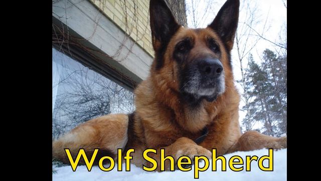 B.5 Hybrid Animal Video смотреть онлайн