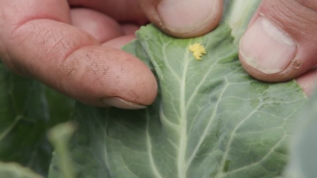 Hauts de France : le Jardin "Physis" смотреть онлайн