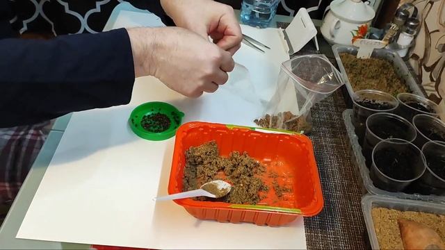 БАТАТ ДЛЯ ДАЧИ. Туи растут. Стратификация семян. смотреть онлайн