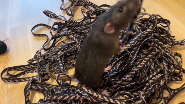 Крысята баловные как котята смотреть онлайн