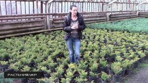 Можжевельник горизонтальный Лайм Глоу  / Можжевельник посадка и уход / хвойные растения