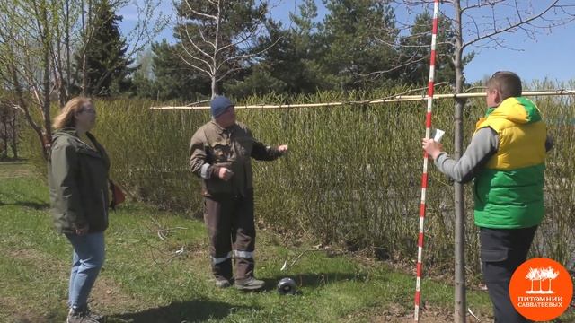 Формирование единой шпалеры из Лип европейских «Паллида»