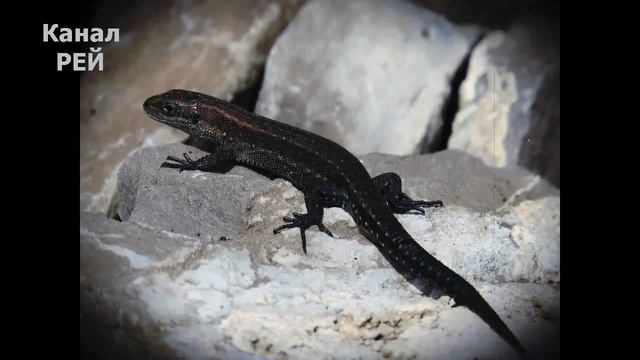 Принц Ворон смотреть онлайн