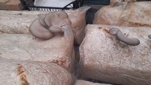 Грибы вешанки в теплице. Как получить урожай грибов своими руками.