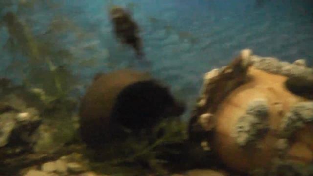 Наш аквариум. Красивые рыбки часть 1( Our aquarium. Beautiful fish part 1 )