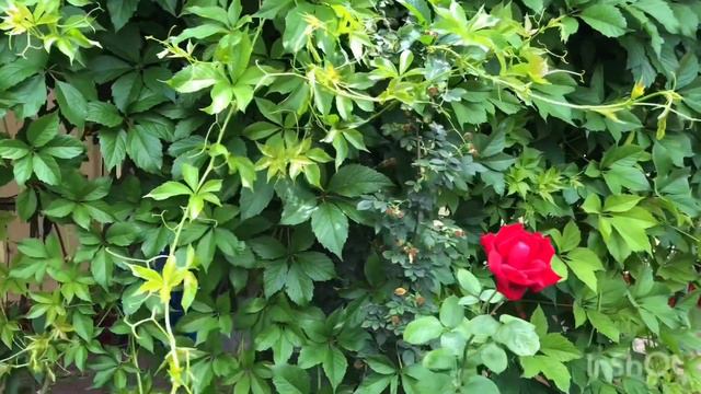 ВЛОГ/ Цветут цветы в саду 💐/ Розы в саду🌹/