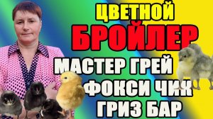 Как я кормлю суточных цыплят. Цветной бройлер.