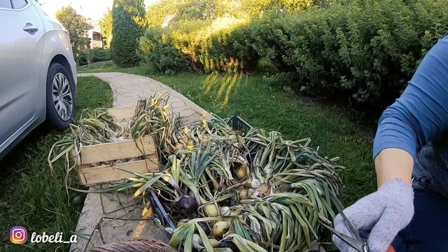 Уборка лука на хранение по науке: правильный способ сохранить лук на зиму смотреть онлайн