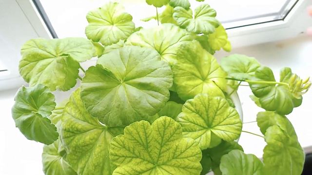 Летний Микс: Белая и Розовая Герани из семян смотреть онлайн