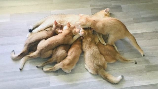 ?❤️?ЗОЛОТАЯ ШИНШИЛЛА КОТЯТА???КАК ПО СКАКАЛКАМ ОПРЕДЕЛИТЬ NY11 ИNY12?