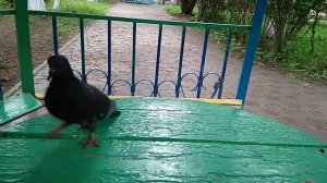 Самый зажигательный танец. Голубь танцует))