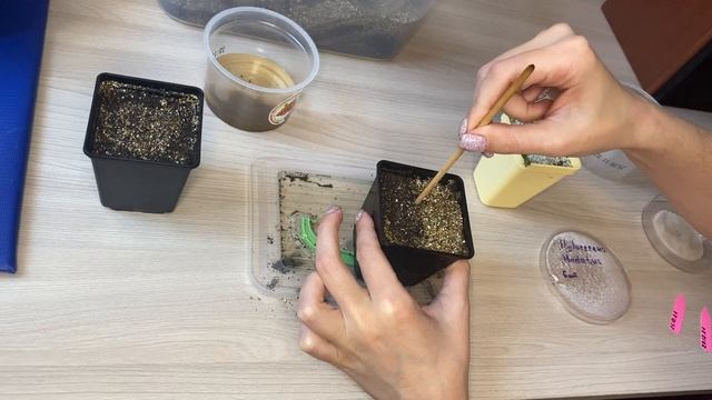 Выращиваем драконий фрукт из семян // Hylocereus growth home // Драконий фрукт дома смотреть онлайн