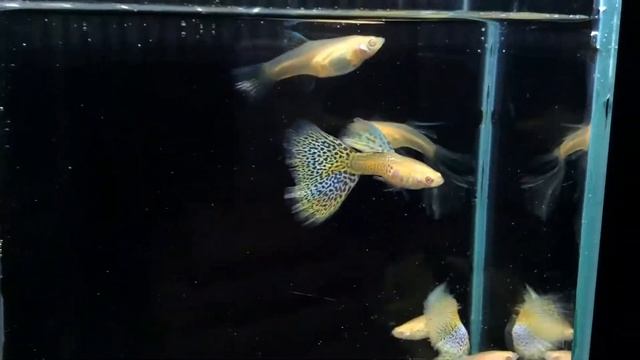 Albino Millennium Golden Yellow Lace смотреть онлайн