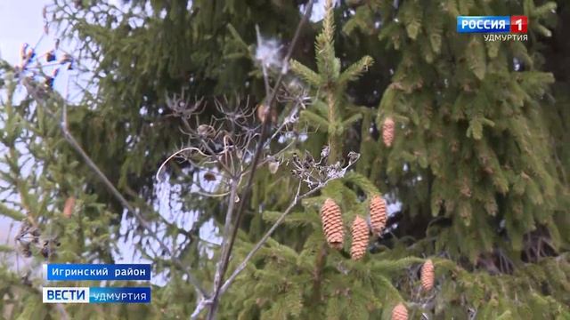 Лесники Удмуртии взялись за заготовку шишек смотреть онлайн