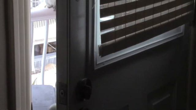 Bengal Cat VS Squirrel: Staredown Conflict смотреть онлайн