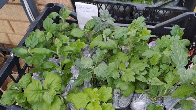 НОВЫЕ ПОЛУЧАТЕЛИ ЧЕРЕНКОВ ХРИЗАНТЕМЫ. ОБЗОР РАСТЕНИЙ ПЕРЕД ОТПРАВКОЙ ВАШИХ ПОСЫЛОК. смотреть онлайн