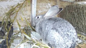 Крольчатам 20 дней. Новорожденные кролики без маточника