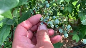 АНТРАКНОЗ ! Самая страшная болезнь голубики в 2023 г.