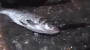 Продуктовый рынок в Гуанчжоу, Китай. (Жесть)!