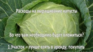 Выращивание капусты. Готовый бизнес-план