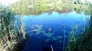 Ловля Крупного Карася на Поплавок с Берега.