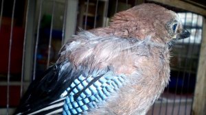 Спасение птенца сойки | Что делать если птенец выпал из гнезда?