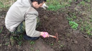 Барбарис Тунберга Грин Карпет. Berberis thunbergii Green Carpet. Посадка 2016.