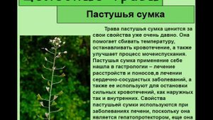 Пастушья сумка