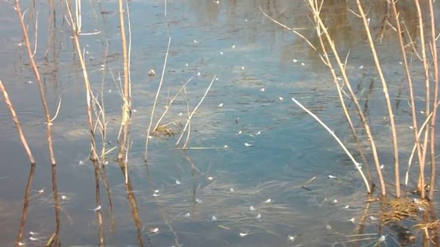 Алтайские бело-голубые лягушки смотреть онлайн