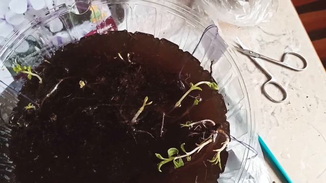 Весенняя покупка цветов, или что делать с цветами из коробки (пакета)?! смотреть онлайн