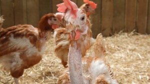 Почему не несутся куры несушки | Причины потери яйценоскости | Домашние куры