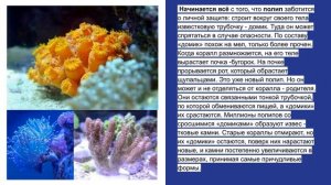 Как образуются коралловые острова?