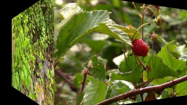 2017_06_02_ПЛАСТУНКА_СОЧИ.mp4 смотреть онлайн