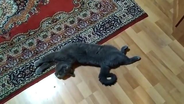 Вот наша кошка) Произведение искусства/This cat is an "Art piece" смотреть онлайн