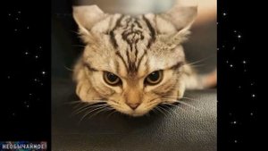 Что Чувствует Кошка, Если Её Обидеть? Что Кошка Никогда Не Простит Человеку? ¤ НЕОБЫЧАЙНОЕ