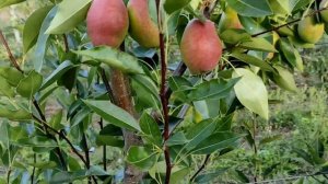 Груша Киргизская красавица, Сорт груши Талгарская красавица #сад #деревня #клубника #груша