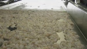 Оптическая сортировка креветок